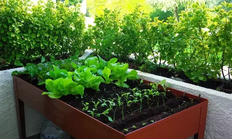 Creando un Jardín Urbano: Guía Completa para tu Propio Cultivo en Casa