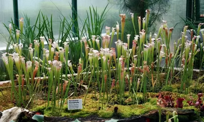 Optimización del Espacio: Claves para la Disposición Ideal de tus Plantas