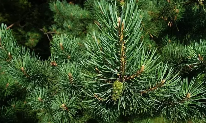 Guía Definitiva para el Cuidado y Salud de tus Plantas