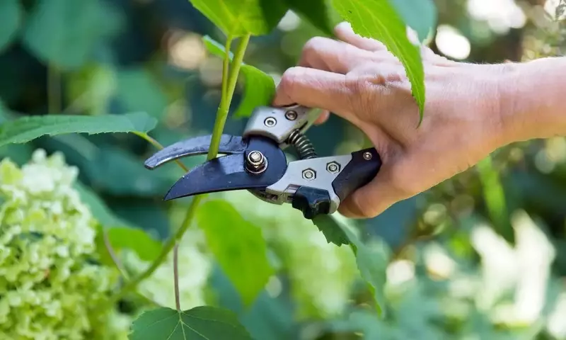 Guía Definitiva para Propagar Hortensias por Esquejes: Un Manual Completo para Jardineros