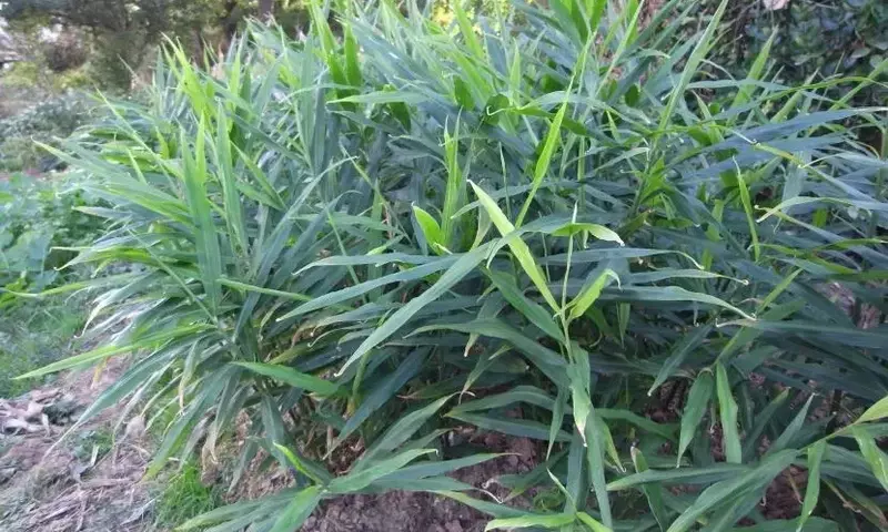Guía Completa para Cultivar Jengibre en Casa