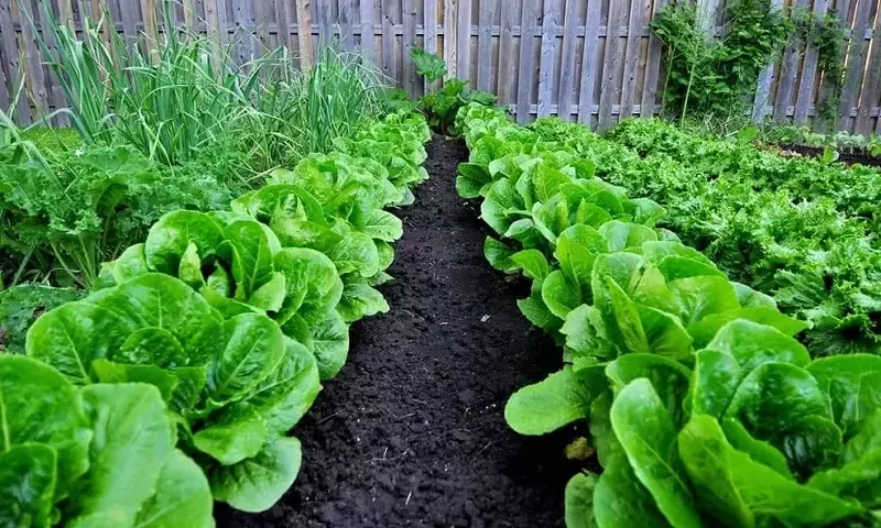 Cómo Establecer y Mantener un Jardín Doméstico Exitoso