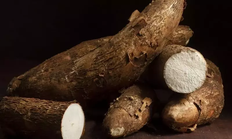 La Yuca Peruana: Un Tesoro Ancestral para la Seguridad Alimentaria