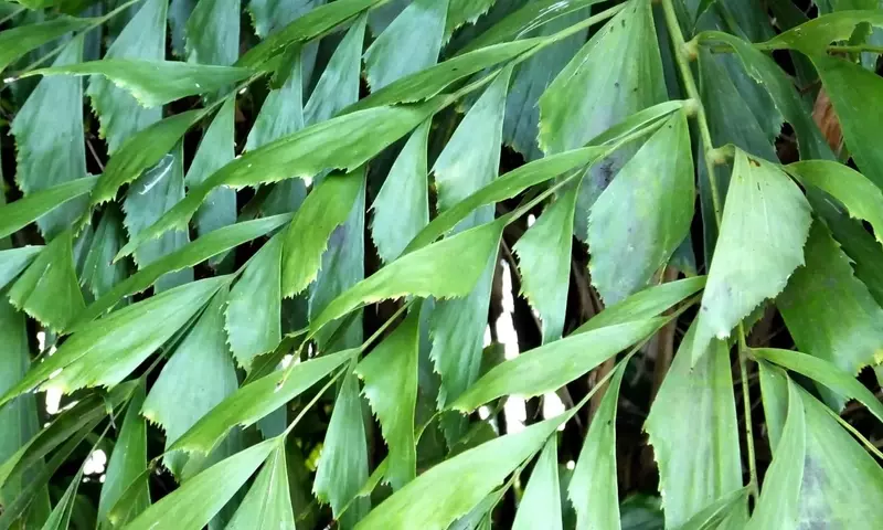 Descubre la Palmera Cola de Pez: Guía Completa de Cuidados y Cultivo