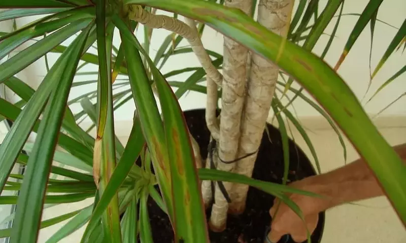 Identificando y Combatiendo las Afecciones en Plantas de Jardín