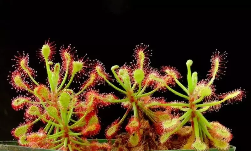 Guía Completa para el Cultivo Exitoso de Droseras: El Rocío del Sol en Tu Hogar
