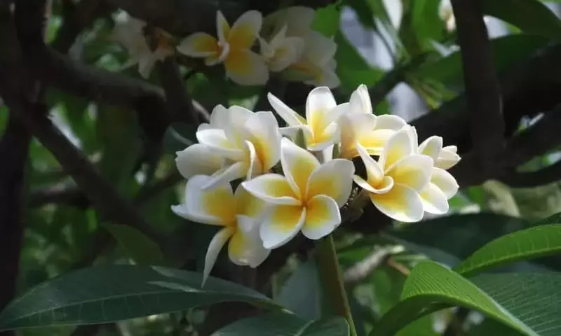 Descubre los Secretos de la Plumeria Rubra: Guía Completa de Cuidado y Cultivo