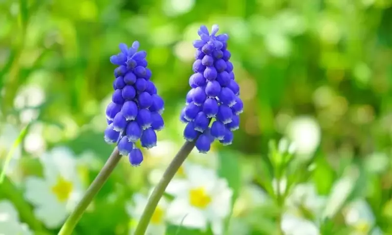 El Muscari: Una Joya Floral para su Jardín, Fácil de Cultivar y Cuidar
