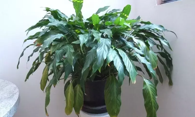 Detecta y Recupera Plantas de Interior Afectadas por el Frío