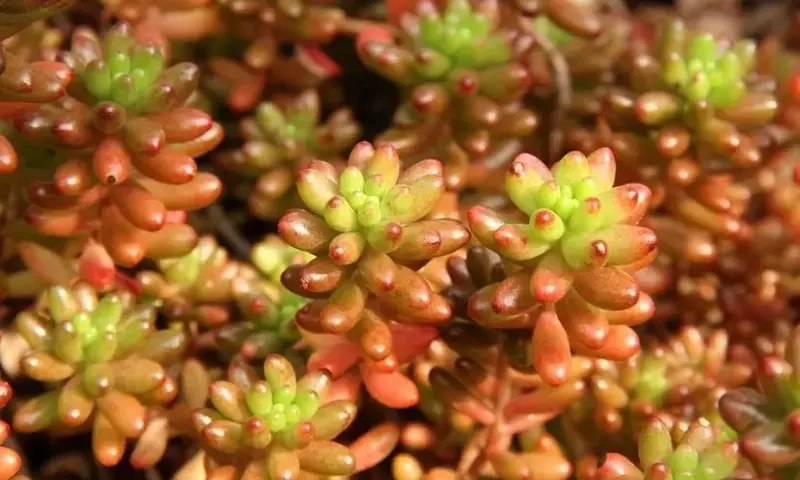 Guía Completa para el Cuidado de Plantas Suculentas