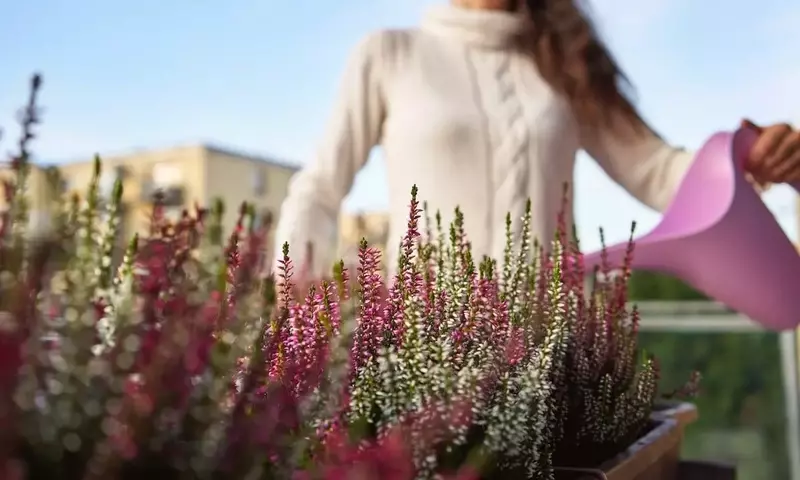 Guía Definitiva para el Riego de Flores Durante el Invierno: Mantén tus Plantas Saludables y Vibrantes