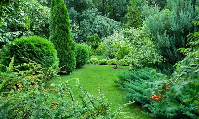 Guía Definitiva para el Cultivo Exitoso de Arbustos en su Jardín