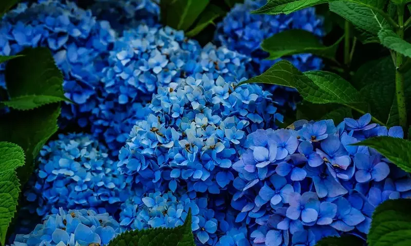 Secretos de la Poda Otoñal de Hortensias para una Floración Espléndida
