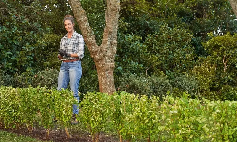 Guía Completa para el Cultivo Exitoso de Setos en su Jardín