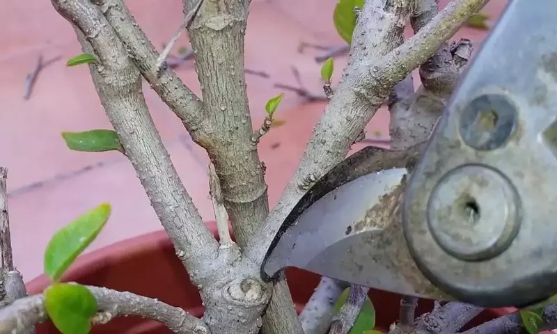 Guía Definitiva para la Poda Exitosa del Hibisco