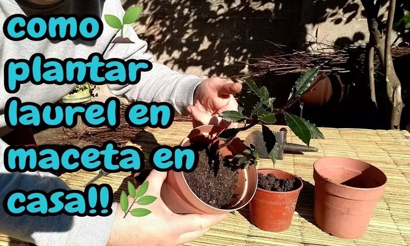 Guía Completa para el Cultivo y Uso del Laurel