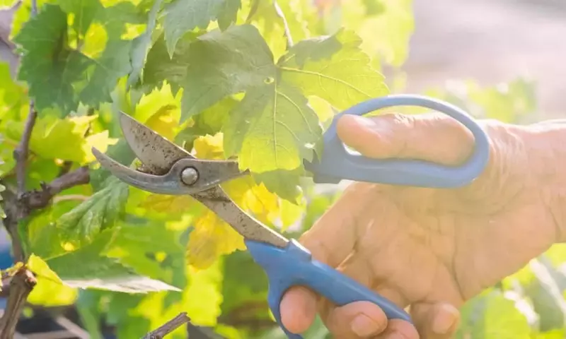 Dominando el Arte de la Poda de Vides para una Cosecha Abundante