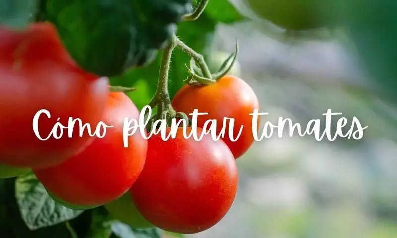 Guía Completa para el Cultivo Exitoso de Tomates en Casa