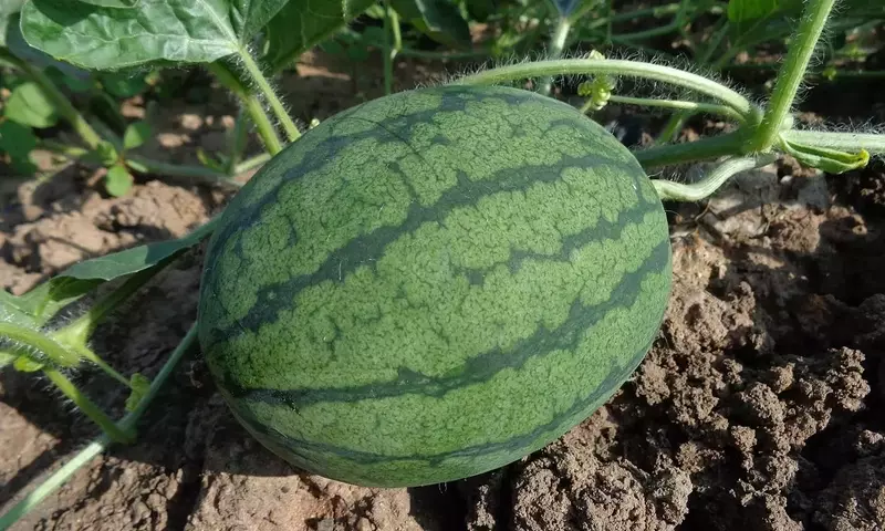 Cultivo Exitoso de Sandías: Guía Completa para Huertos Caseros