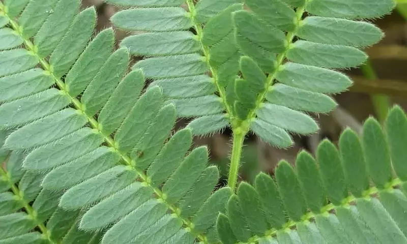 Los Secretos Defensivos de las Acacias frente a los Herbívoros