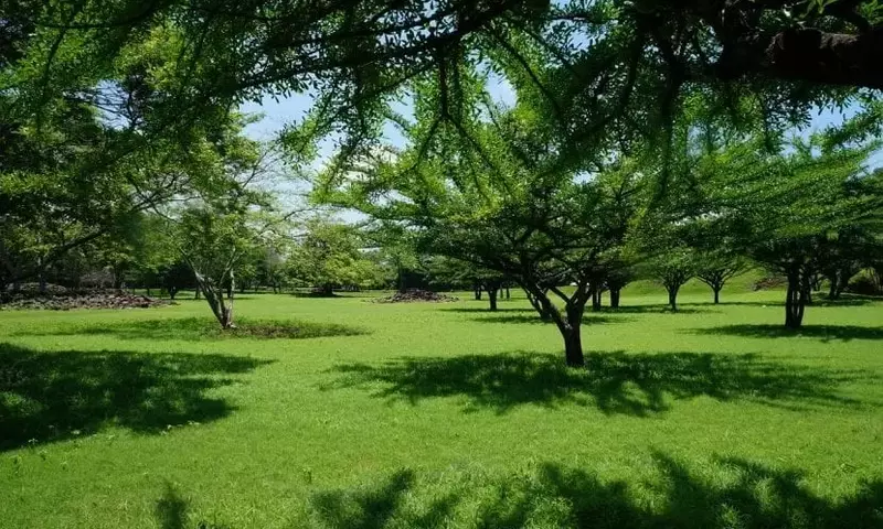 Guía Completa para el Cultivo de Grama en tu Jardín