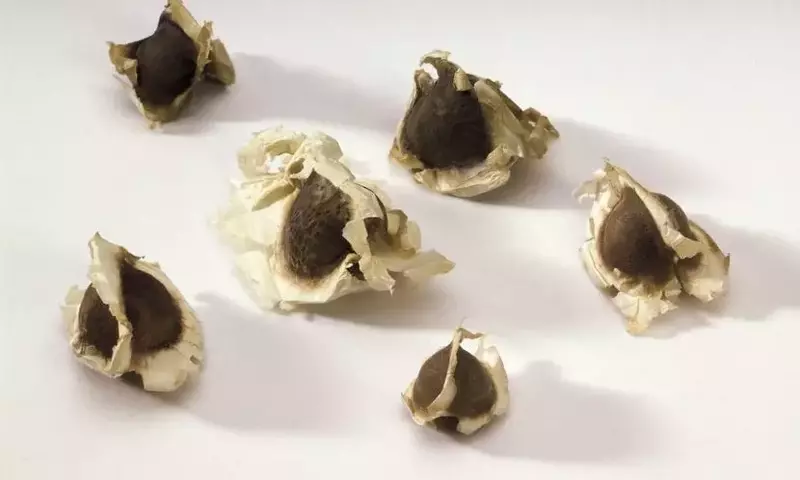 Cultivo Exitoso de Moringa en Casa: Una Guía Completa