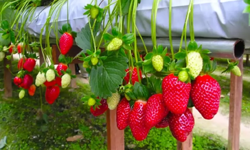 Cultivo de Fresas en Casa: Guía Completa para un Huerto Exitoso