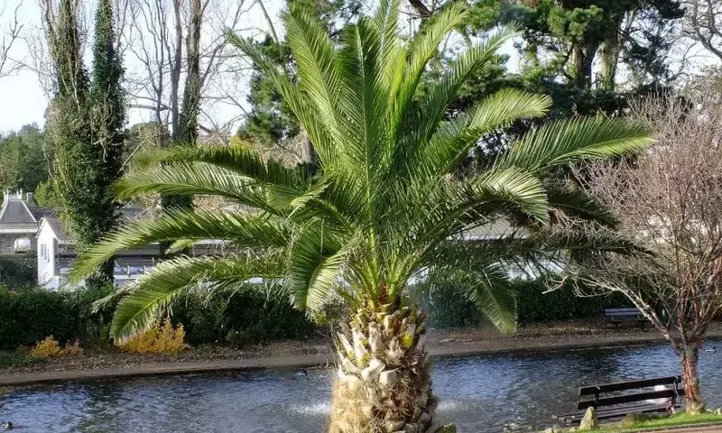 Guía Definitiva para la Germinación Exitosa de Semillas de Palmeras