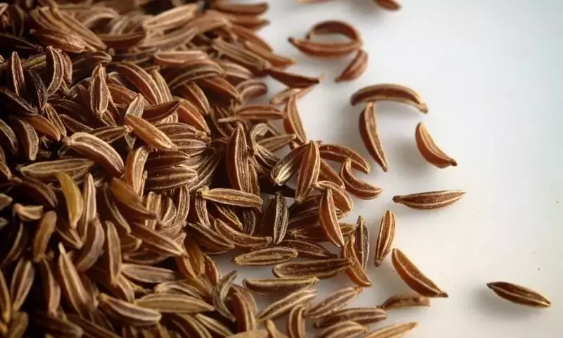 Guía Completa para el Cultivo de Semillas de Alcaravea
