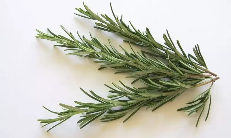 Dominando el Arte del Secado de Hierbas Aromáticas