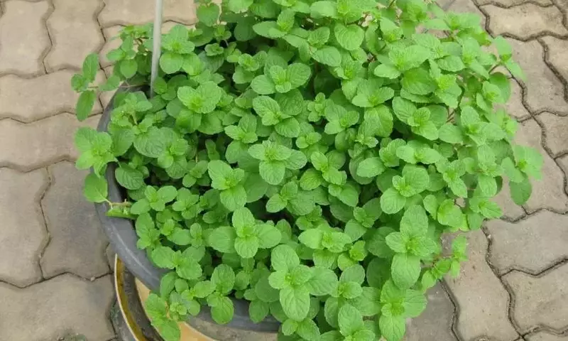 Cultivo de Hierbabuena: Guía Esencial para la Siembra Exitosa