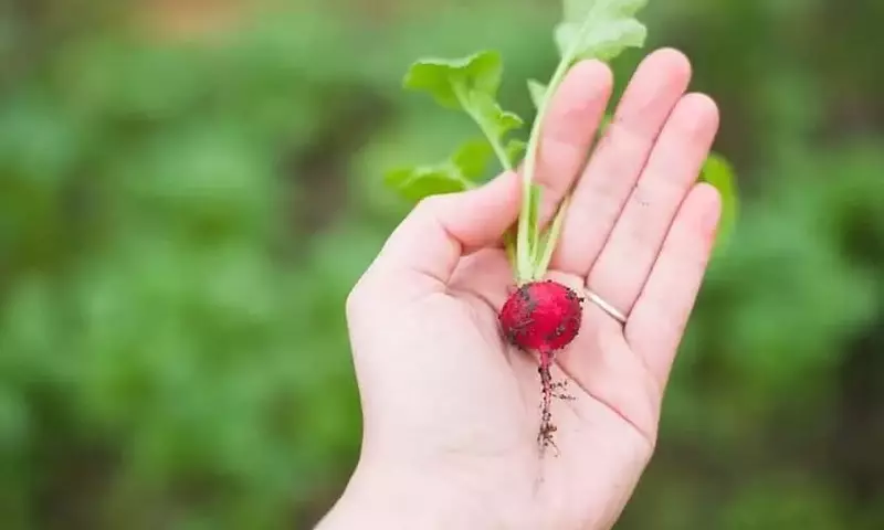 Guía Completa para el Cultivo Exitoso de Rábanos en Casa