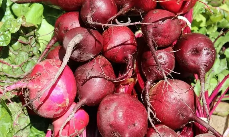 Guía Completa para el Cultivo Exitoso de la Remolacha
