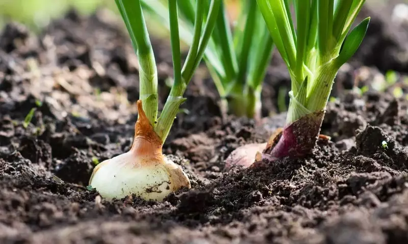 Guía Completa para el Cultivo Exitoso de Cebollas: Desde la Siembra hasta la Cosecha y Conservación
