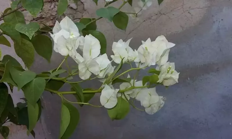 Guía Detallada para el Trasplante de Plantas Trepadoras