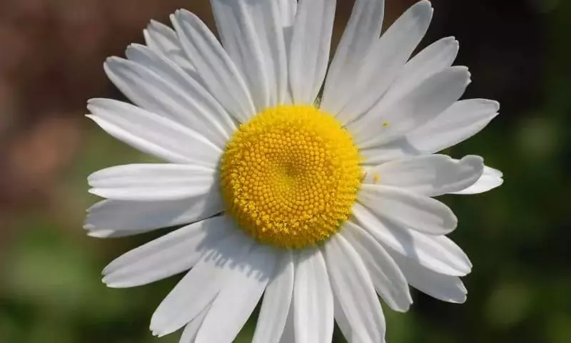 La Intrincada Morfología Interna de las Flores y su Rol Vital