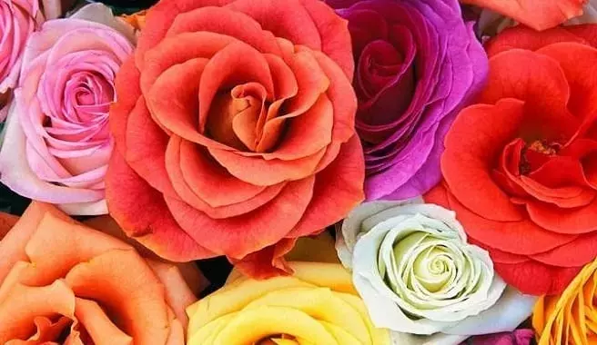 Técnicas Innovadoras para la Coloración de Flores