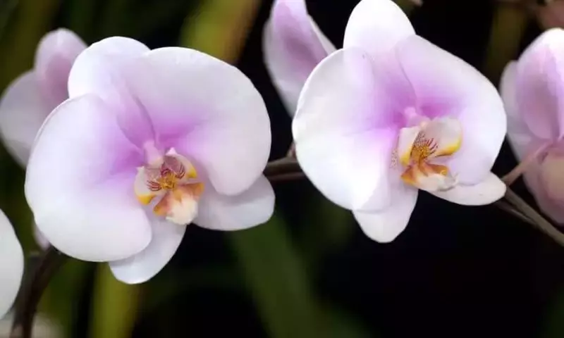 Guía Completa para Trasplantar Orquídeas: Consejos Esenciales para un Crecimiento Saludable
