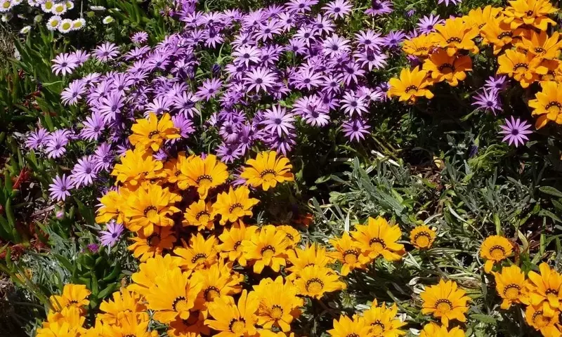 Guía Definitiva para Cultivar Lechos Florales Espléndidos