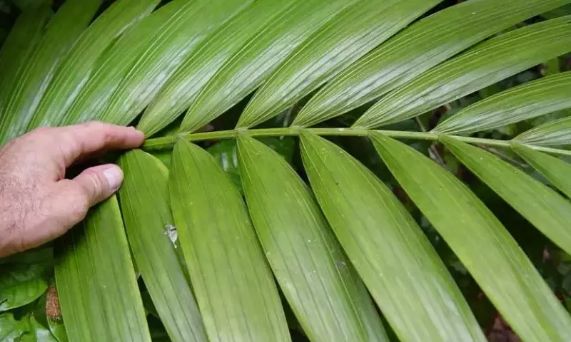 Guía Esencial para el Trasplante de Palmeras de Interior