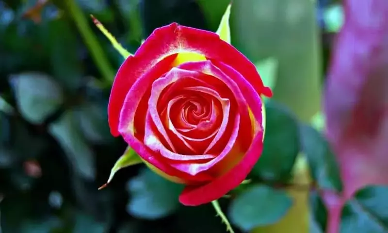 El Arte de Podar Rosales: Guía Completa para un Jardín Espléndido