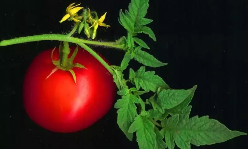 Cultivo Exitoso de Tomates y Pimientos: De la Semilla a la Cosecha