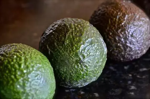 Cultivo de Aguacate en Casa: Una Guía Detallada