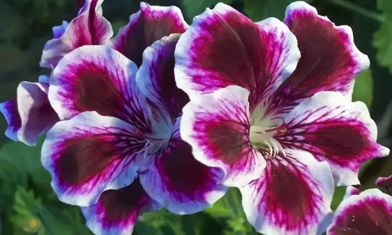 Descubriendo la Diversidad de los Pelargonios: Una Guía Esencial para Jardineros