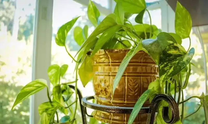 Guía Esencial para el Cuidado de Plantas de Interior