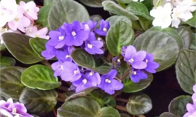 Violeta Africana: Guía Completa para un Cultivo Exitoso en Interiores