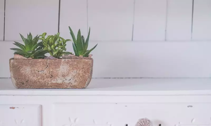 Descubriendo el Aloe broomii: Un Tesoro Suculento para tu Jardín