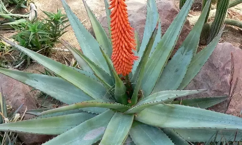 Descubriendo el Aloe Ferox: Belleza, Facilidad y Virtudes Medicinales
