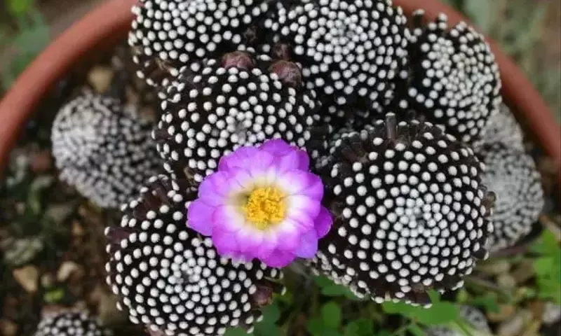 Secretos para el Florecimiento Espectacular de tus Cactus