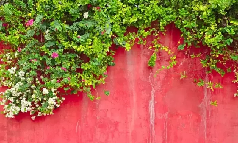 Guía Definitiva para el Cuidado y Plantación de Enredaderas Ornamentales